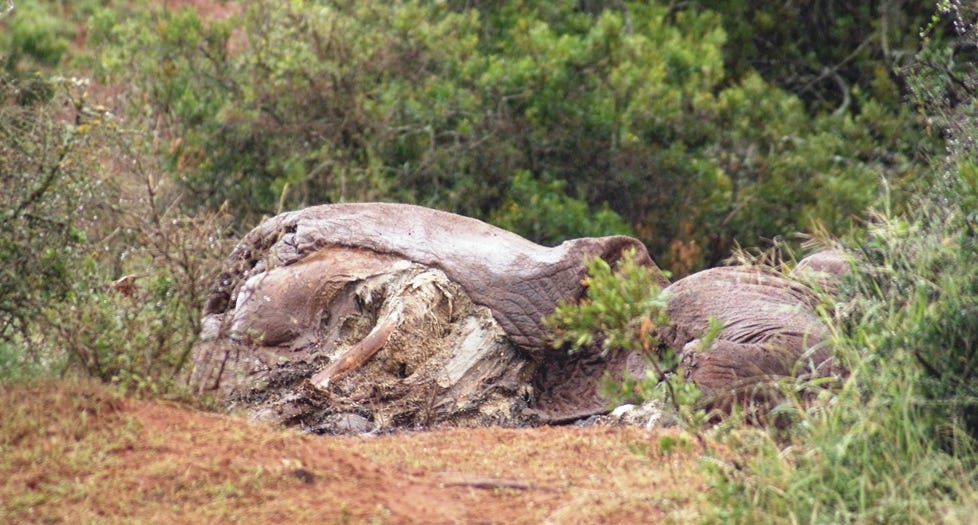 Elephant carcass