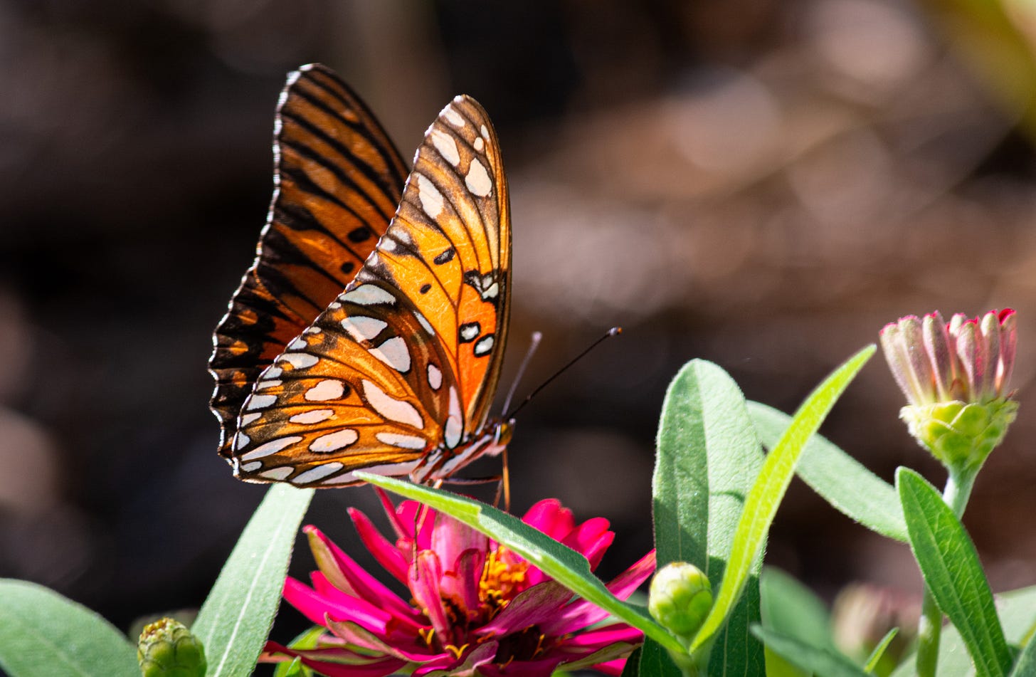 A monarch butterfly sitting on a pink zinnia bloom 