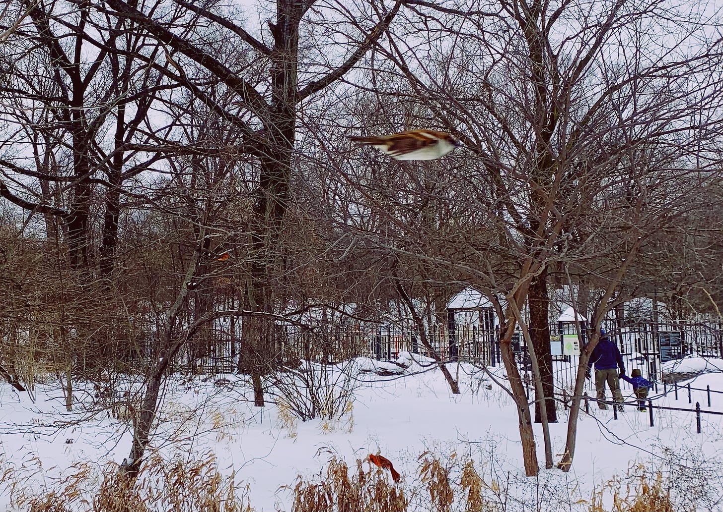 A brown and white bird is caught mid-flight, seemingly hanging in the air, on a wintry day in a park with father and son in distance