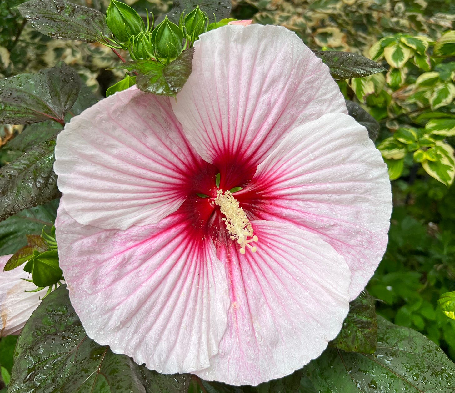 Very large Dinner Plate Hibiscus"
