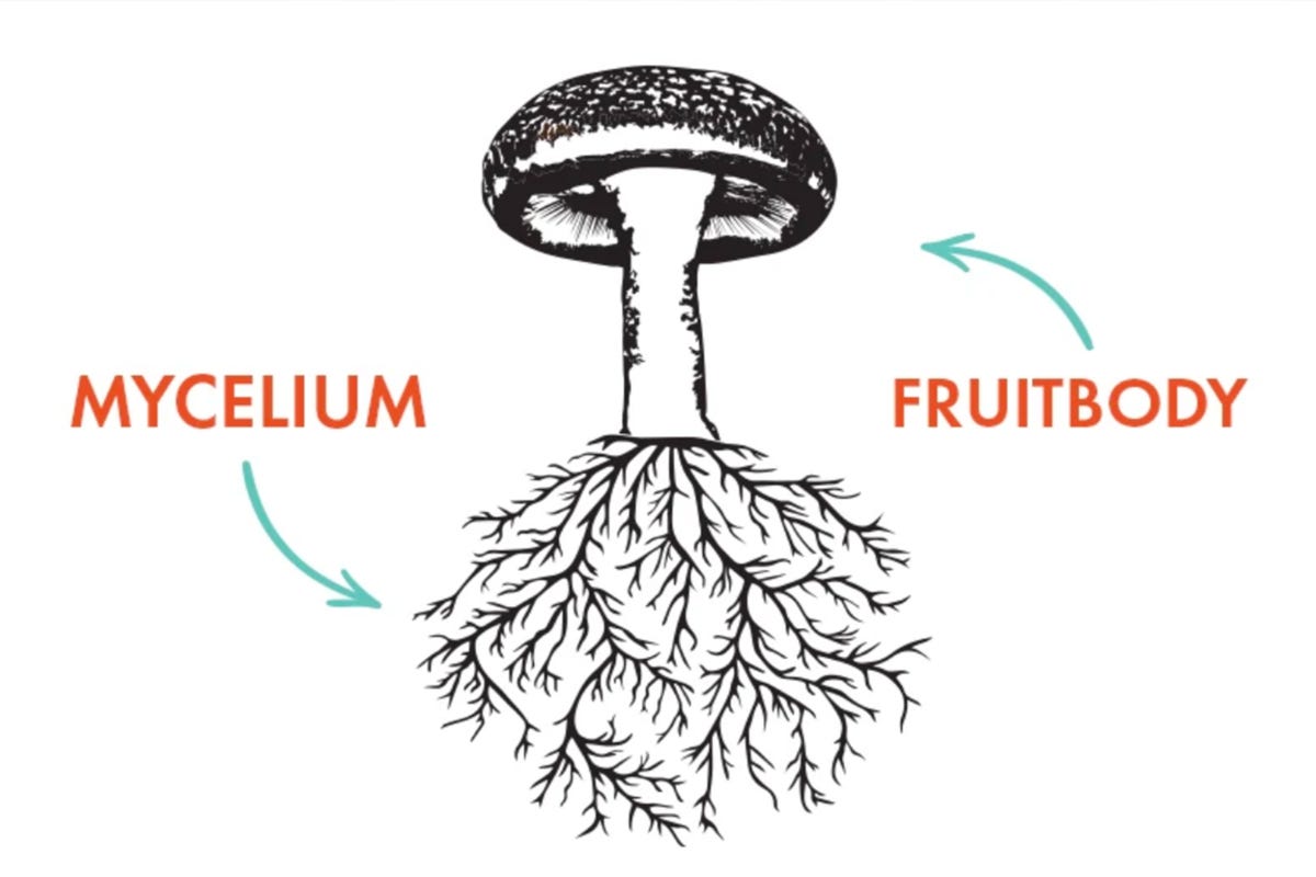 The Science of Mushroom Anatomy: Mycelium & the Fruitbody– Host Defense  Mushrooms