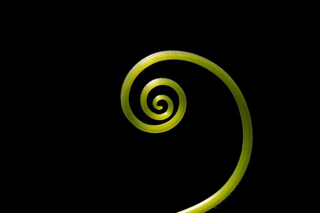 Green spiral plant tendril on a black background
