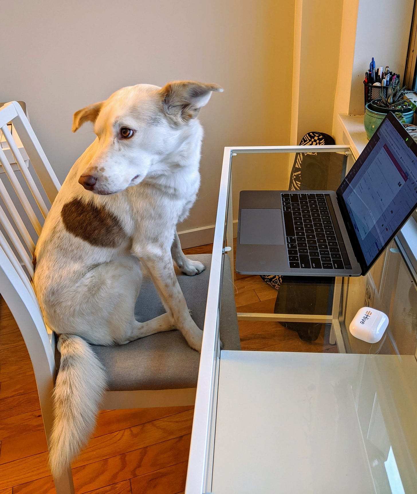 Dog sitting in front of laptop