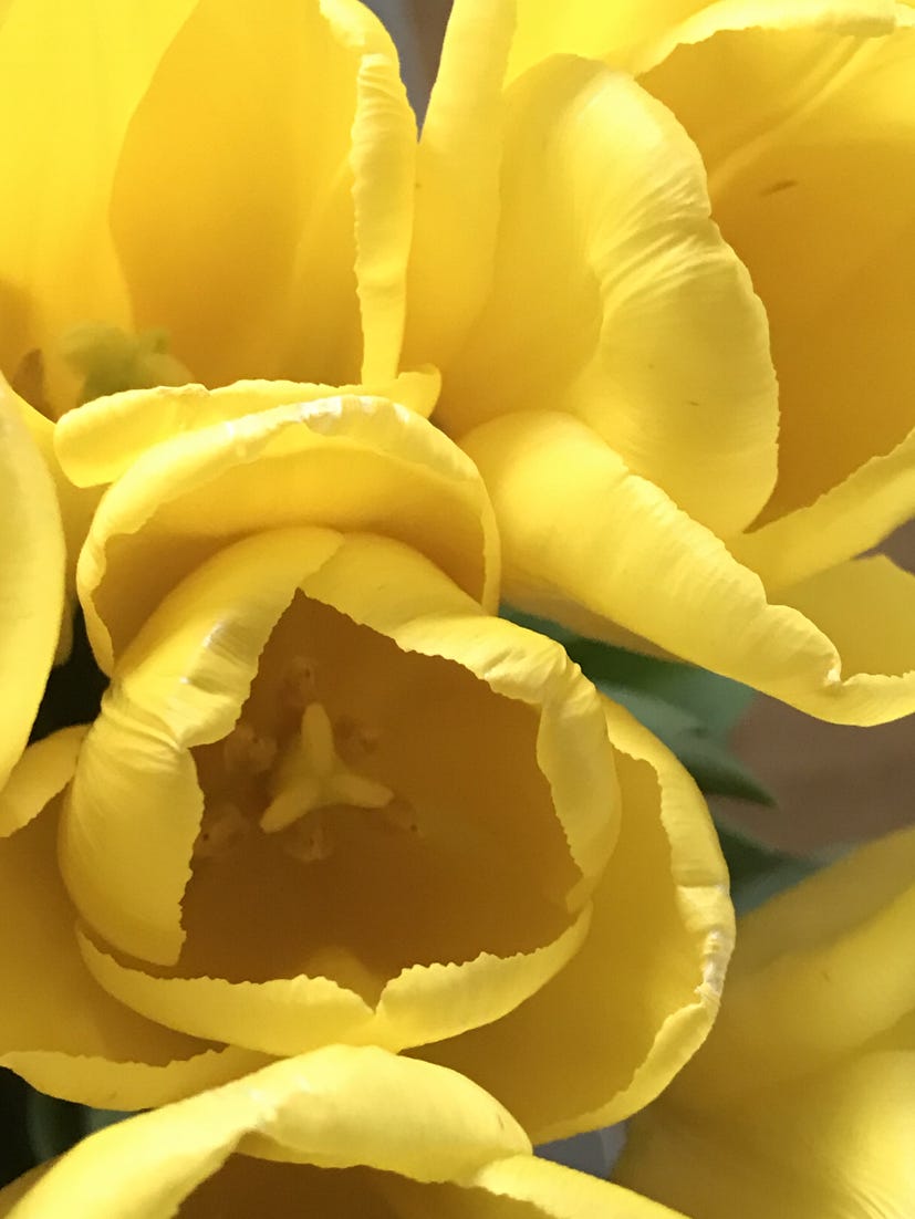 yellow tulips, happiness journal