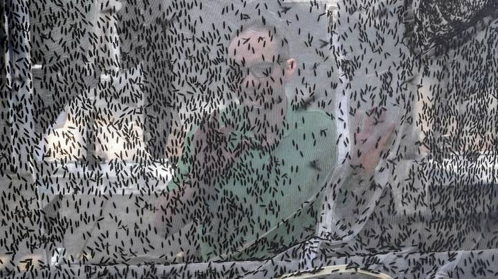 Swarms Of Bloodsucking Flies That Leave Huge Blisters Set ...