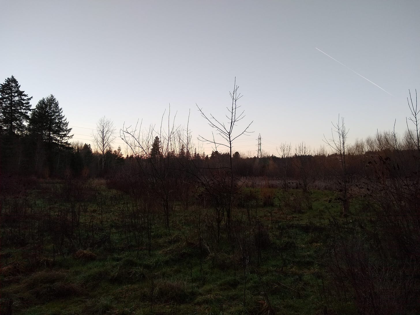 A field at sunset