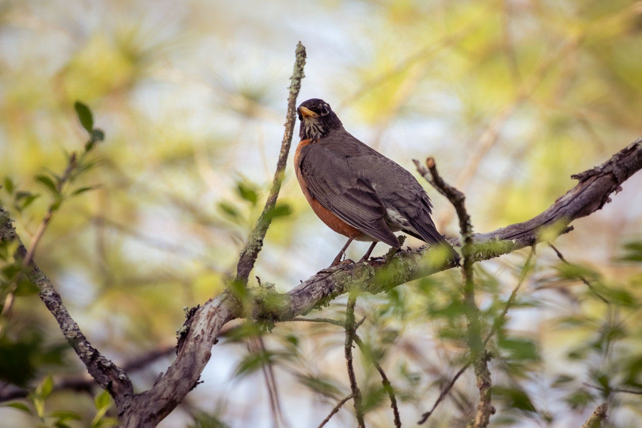 An American Robin pauses from preening their feathers and looks back over their shoulder at the camera. They are standing on a gray-brown branch with peeling bark, studded with lichen. Leaves move in and out of focus both in front of and behind the robin; the sky appears a greenish-yellowish-blue from all the new spring leaves emerging from the surrounding trees.