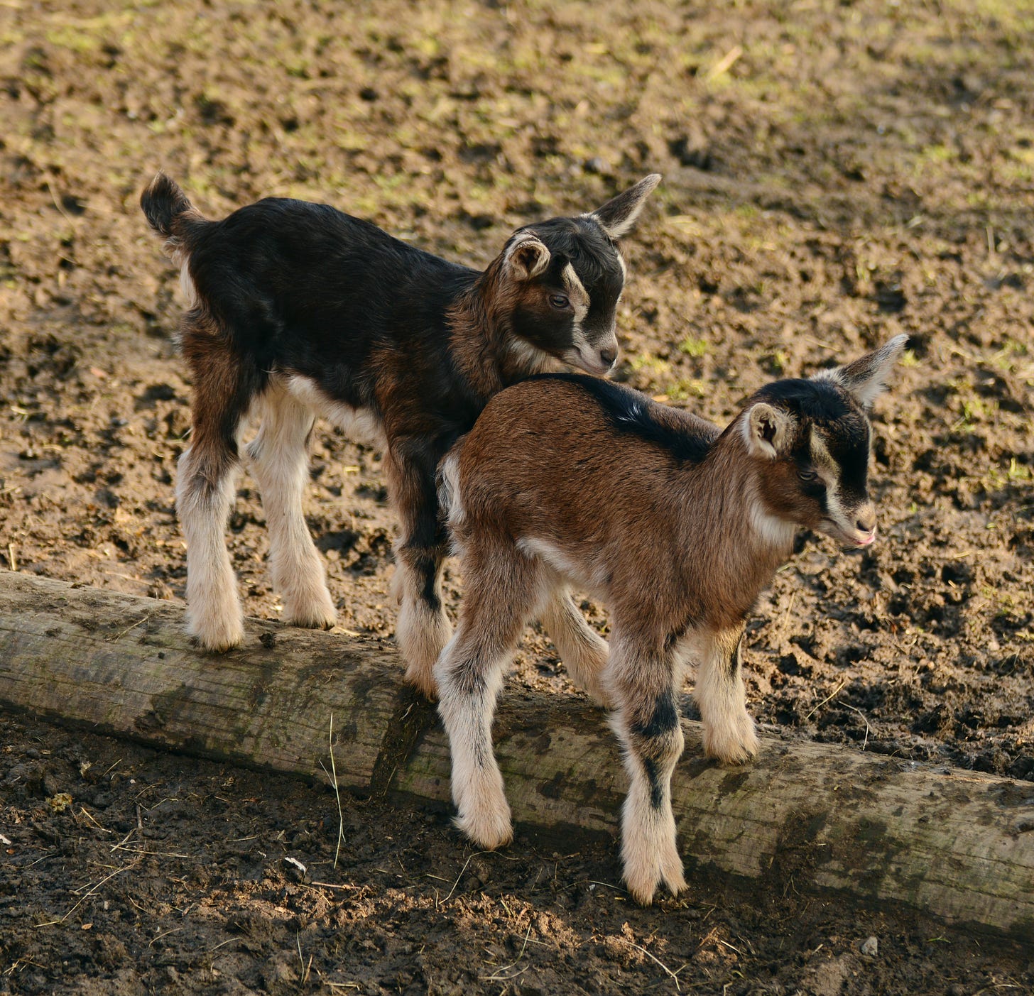 Two baby goats trying to balance on a beam