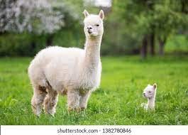 Baby Alpaca Images, Stock Photos & Vectors | Shutterstock