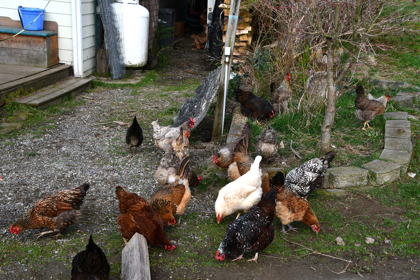Chickens roaming in yard