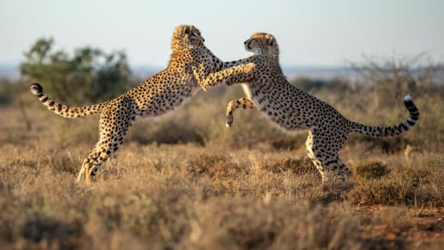 Cheetahs were reintroduced to Samara in 2003 after a 130-year absence. Starting with three cheetahs, the population has grown considerably.