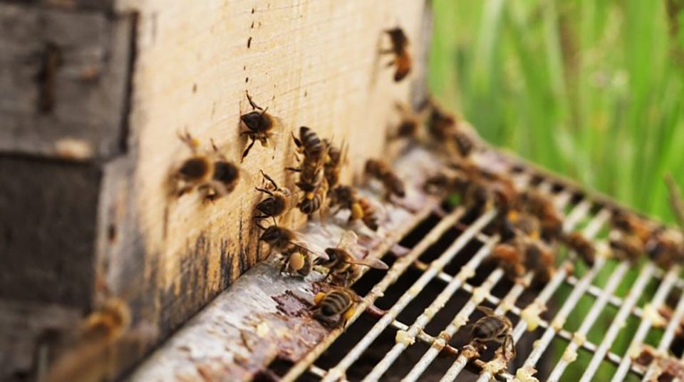 Image of honey bees on hive.