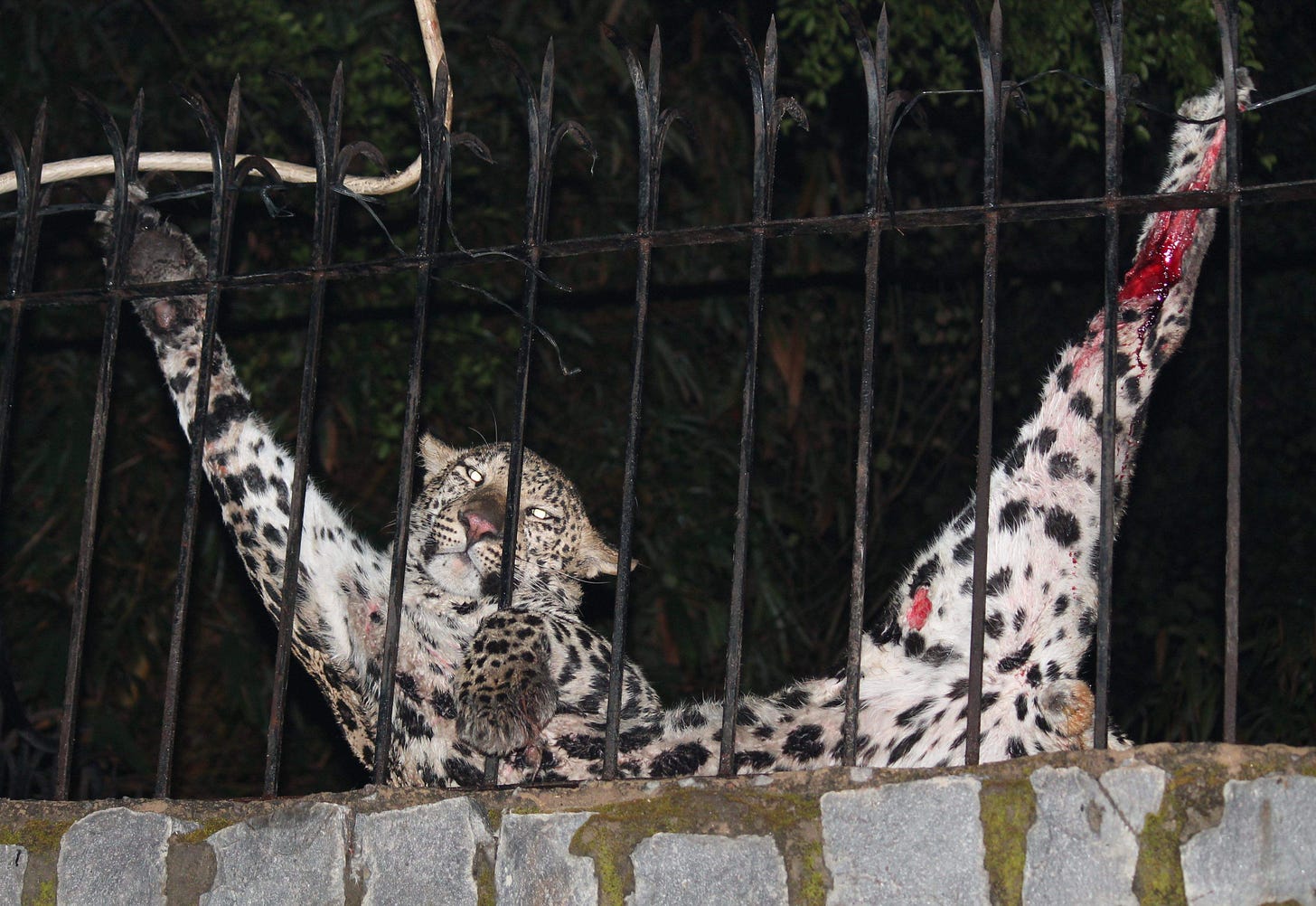 Leopard rescued in Delhi 5 Feb 2013 by Wildlife SOS