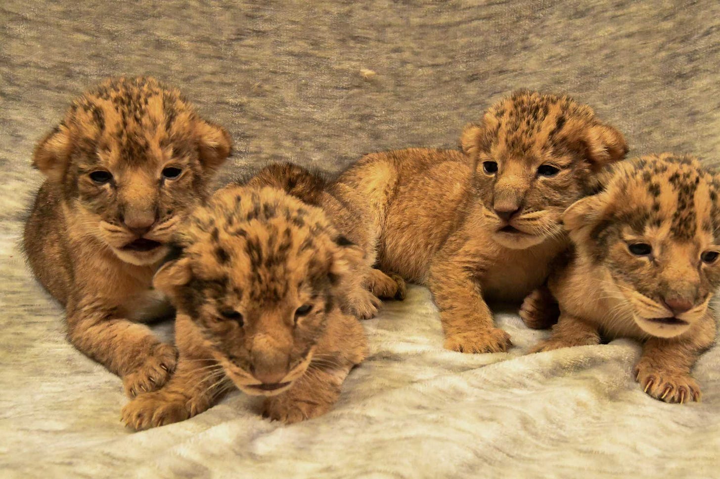 Aww! Oklahoma City Zoo welcomes first litter of African lion cubs born at  zoo in 15 years
