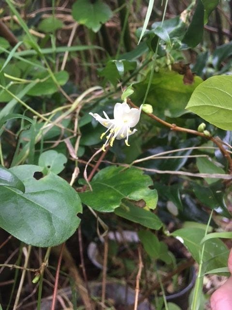 A small, pale gold trumpet shaped flower with mixed garden foliage behind it.