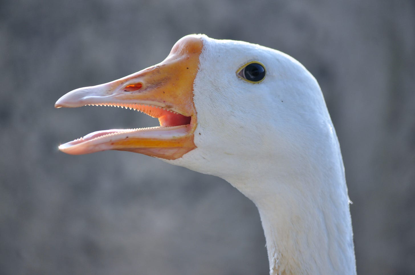 a close-up of a goose with it's mouth open