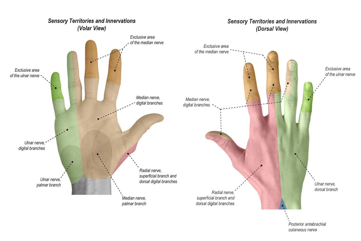 dermatome map of hands
