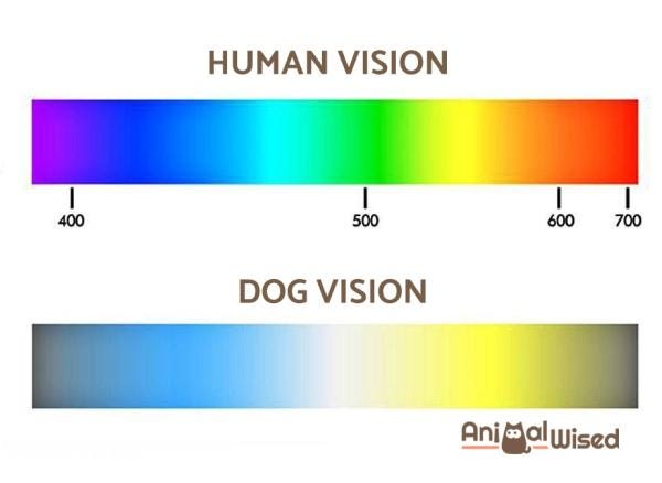 What Colors Can Dogs See? - Find Out Here!