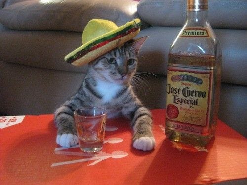 Tequila? | Crazy cats, Cat drinking, Funny animals
