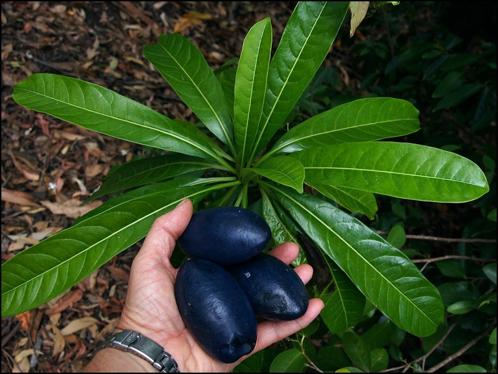 Cassowary Plum (Cerbera floribunda) - fruit and leaves | Flickr