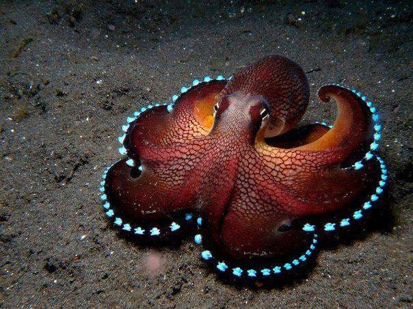 https://futurism.com/wp-content/uploads/2015/11/coconut-octopus-1.jpg