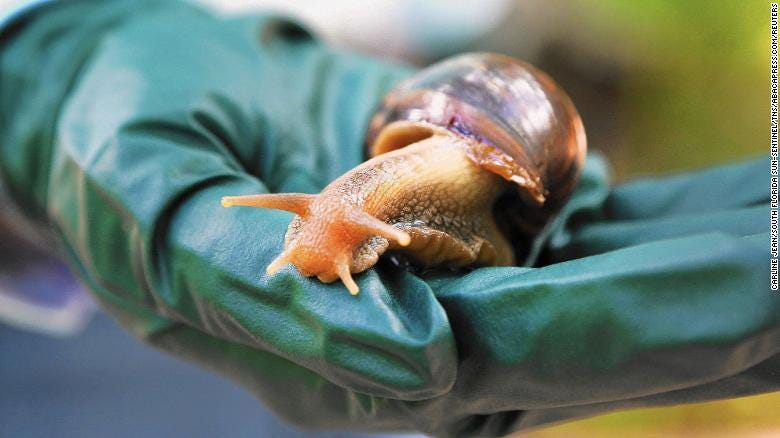 A Florida county is under quarantine due to the discovery of invasive giant African land snails.