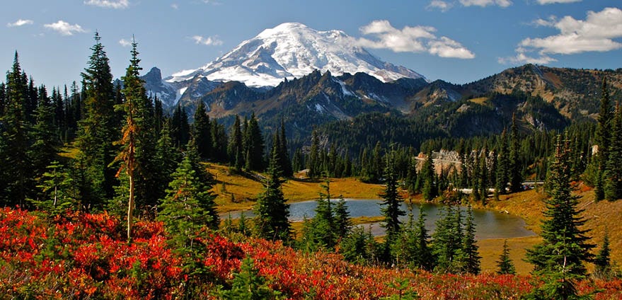 Autumn colors cover the landscape in the foreground with pine trees and Mt. Rainier in the background in Mt. Rainier National Park in Ashford, Washington on clear day while hiking the Naches Peak Loop Trail