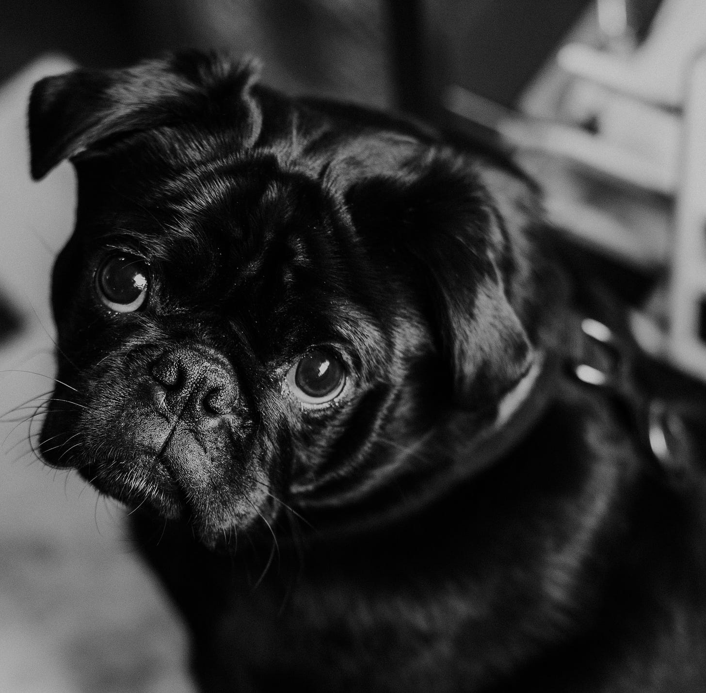 A small black dog looks at someone as if to apologize