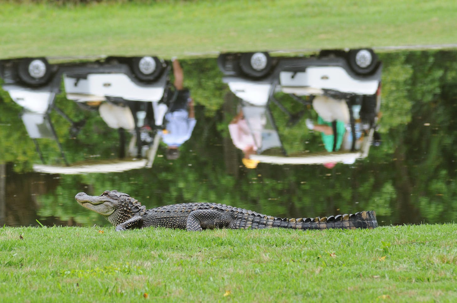 Reflection in a pond of golf carts and pastel clad golfers with a medium sized alligator next to the pond. I'm no expert on alligator sizes, but I'm calling medium