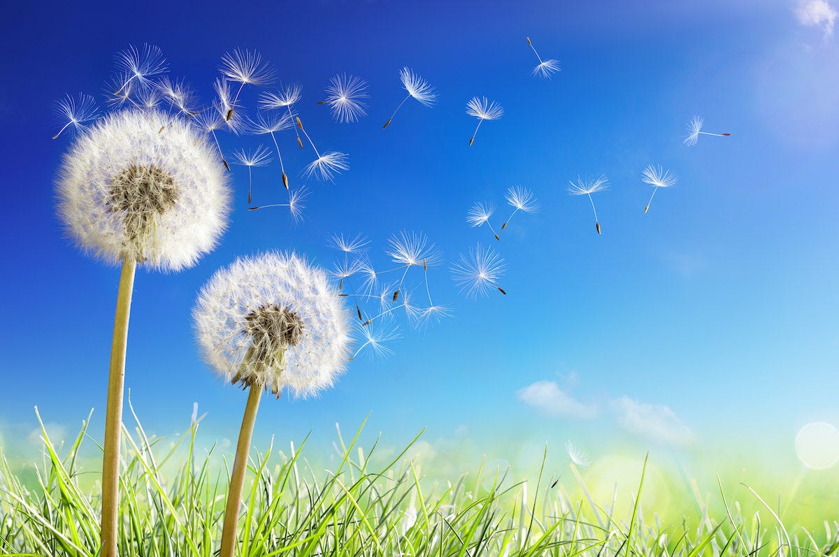 Common Weed Series – All about Dandelion Weeds - Houseman Pest