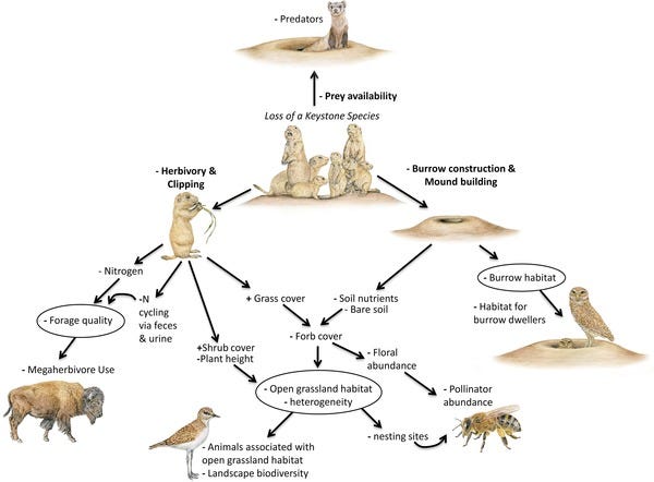 Humans are a keystone species