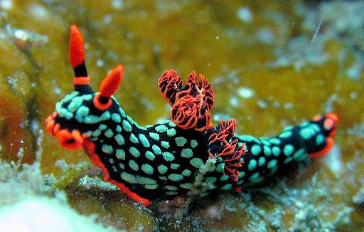 Variable neon nudibranch