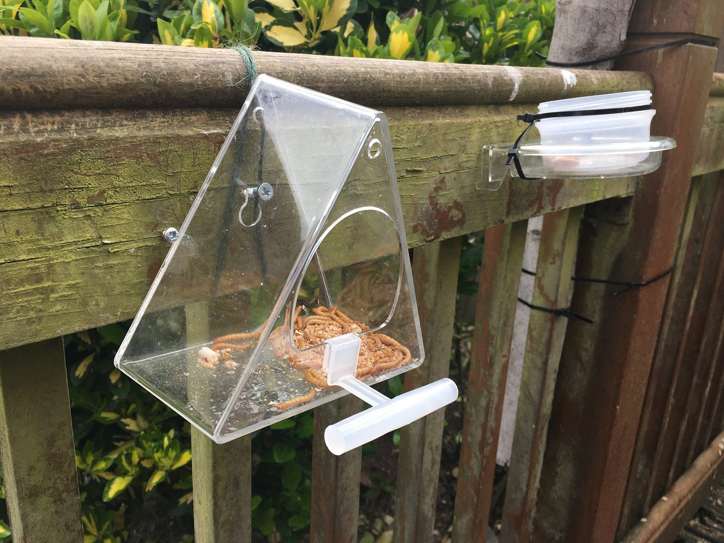 Two plastic mealworm feeders, one in the shape of a triangle, the other an open plastic pot. Both tied to the fence