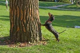 Idiom of the Week: Barking Up the Wrong Tree – US Adult Literacy