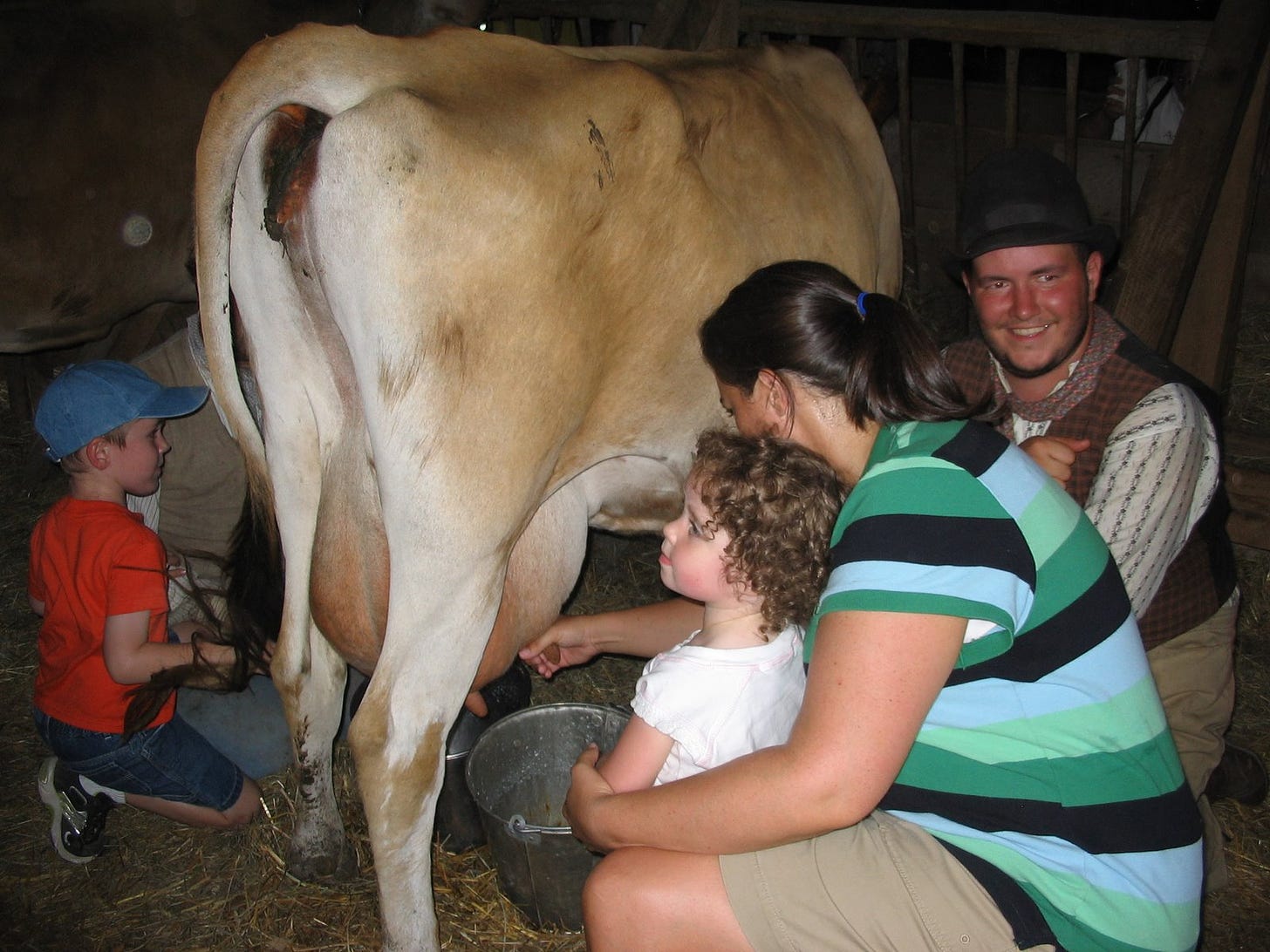 Two children and an adult kneel by me, in historical character, next to a cow at milking time.