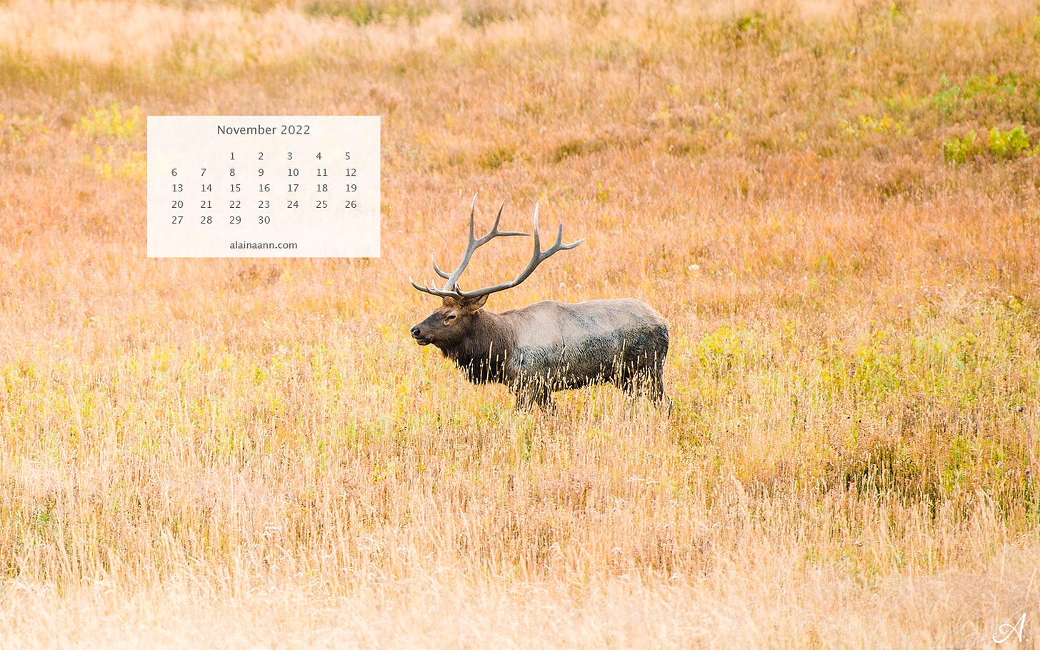 Elk standing in a meadow of tall grass with November calendar overlayed.