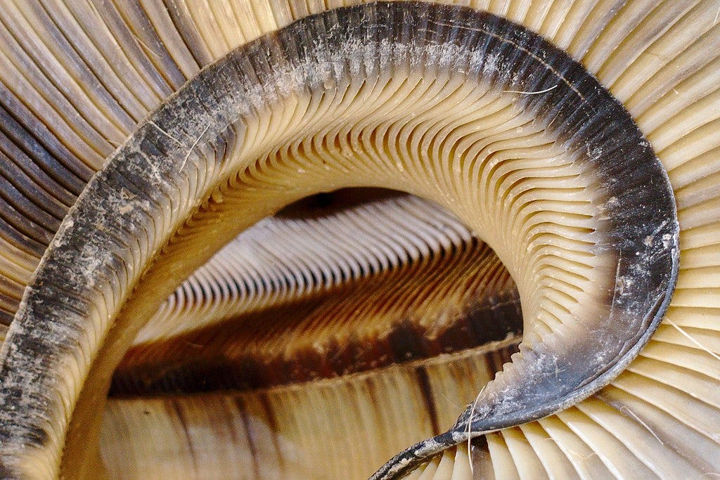 Close-up of baleen strips bent into an artistic curve, like a nautilus