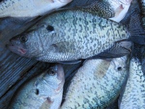 spring crappie secrets