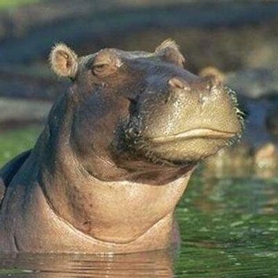 Skeptical Hippo (@sceptical_hippo) | Twitter