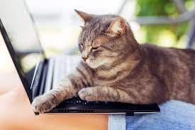 Cats on Keyboards: Why You Cat Lounges Here and How to Make Him Stop |  Daily Paws