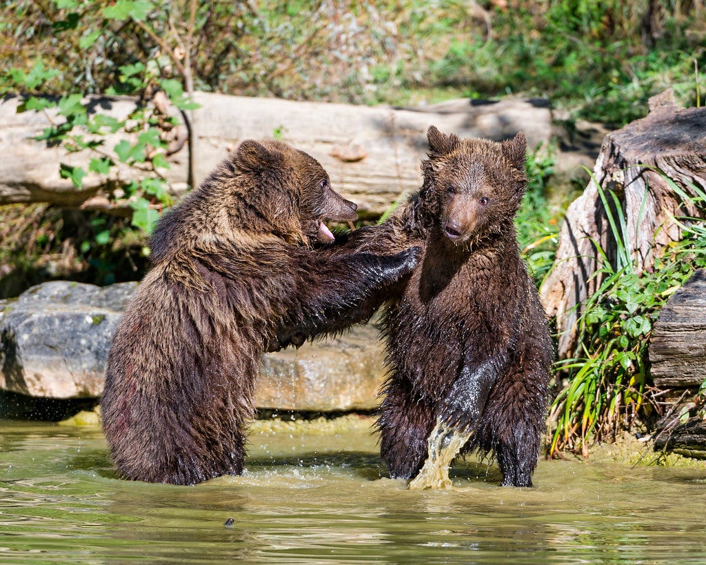 Fighting young bears