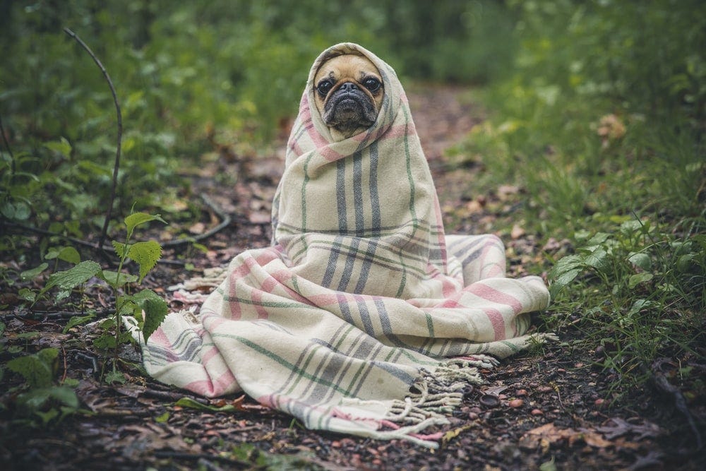 fawn pug covered by Burberry textile between plants