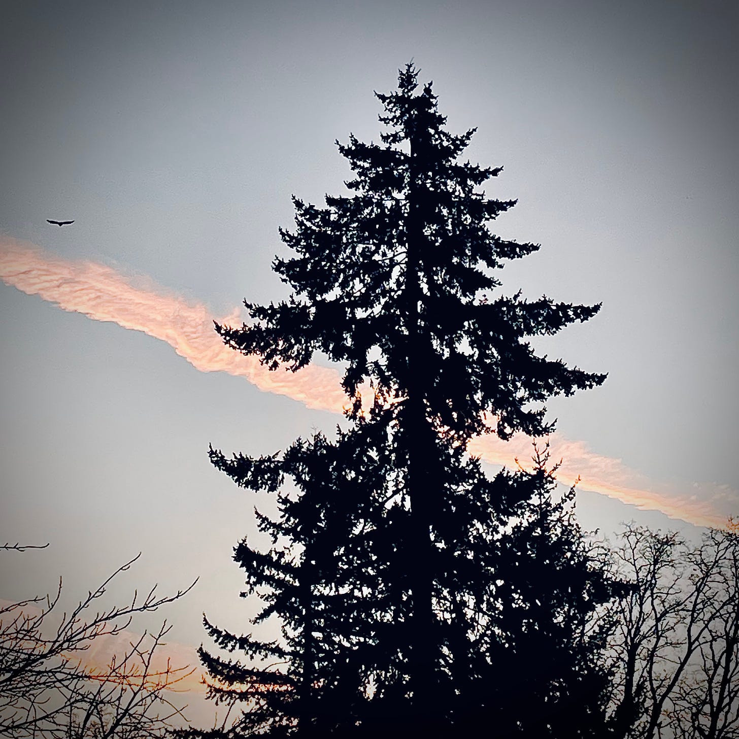Tall douglas fir with a stripe of pink tinged clouds behind. A crow flies in the distance. 