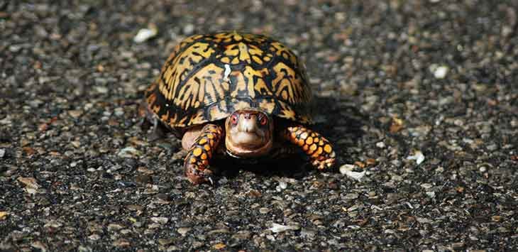 A small tortoise on a pathway, looking directly at the camera