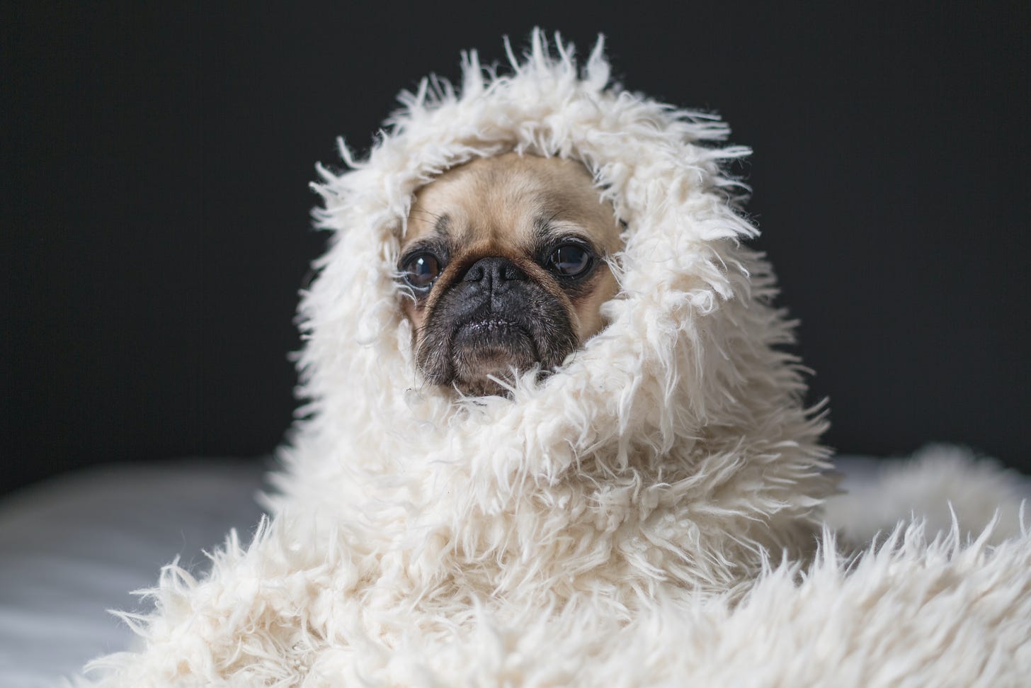 A sad-looking pug wrapped in a fuzzy white blanket against a black background. 