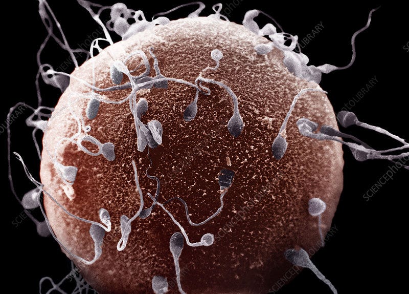 Human Sperm and Egg - Stock Image - P648/0194 - Science Photo Library