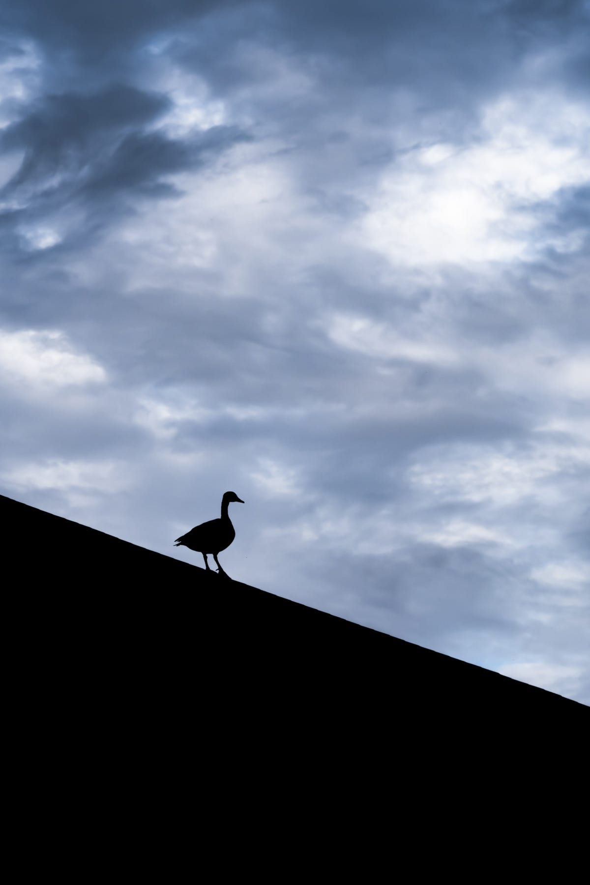 A single goose in silhouette stands on the descending slope of roof under cloudy skies at blue hour. 