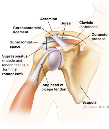 shoulder joint anatomy 