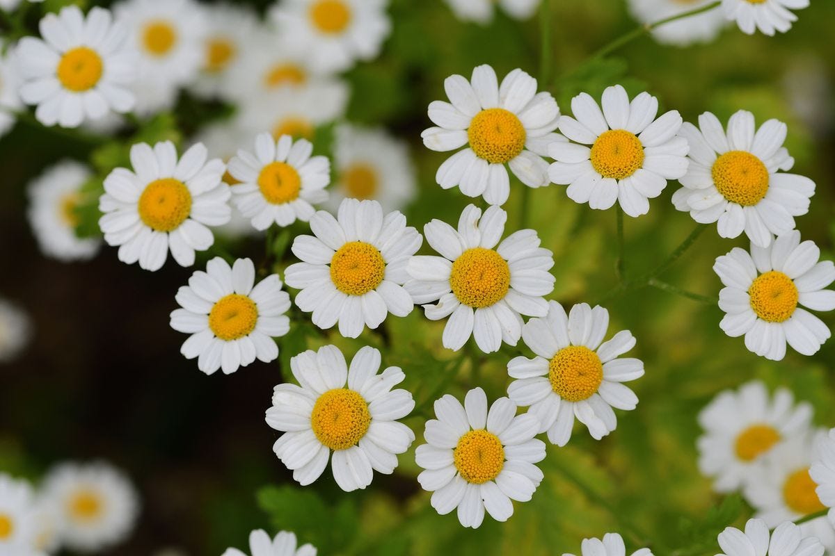 Medicinal Feverfew Uses – What Are The Health Benefits Of Feverfew Plants