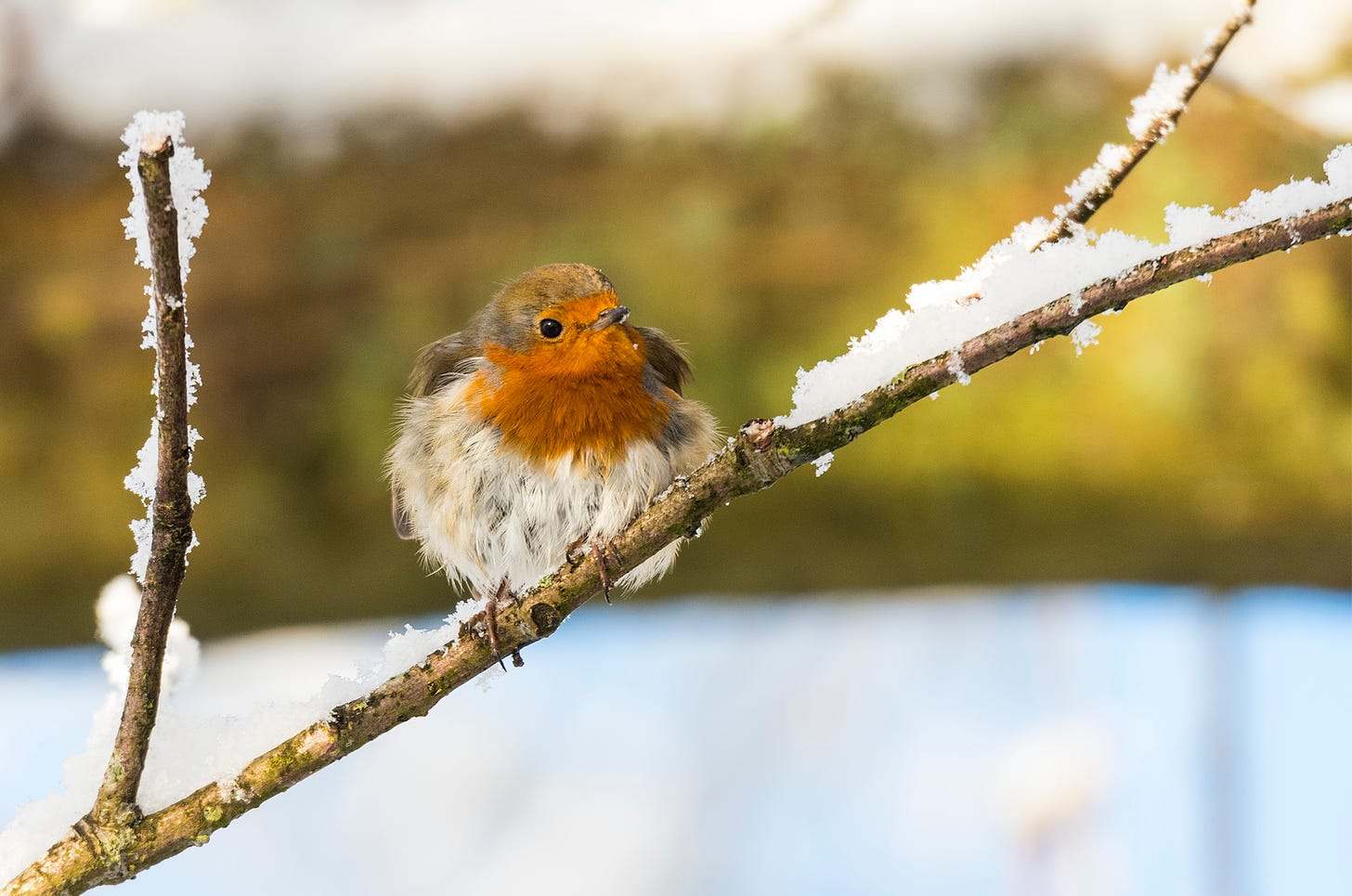 Photo of a robin perched on a snow-covered branch